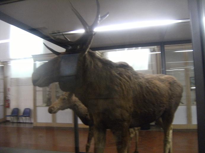 Museo regionale di scienze naturali (Torino)